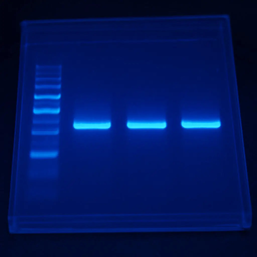 A descriptive prompt for an AI image generator, related to the surrounding text. Alt: Gel electrophoresis with blue-light safe dyes and ladder visualization.