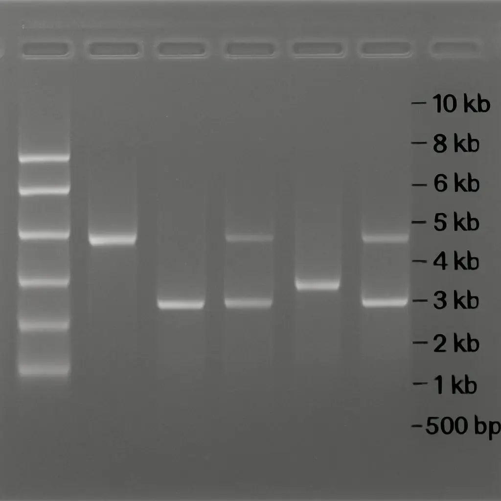 An agarose gel run in a clear TAE buffer, showing distinct DNA bands ranging from 500 bp to 10 kb. Alt: TAE buffer agarose gel electrophoresis with clear band separation.