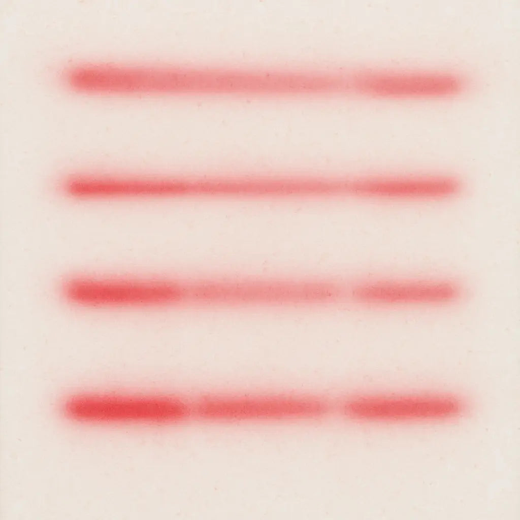 Close‑up of a Ponceau‑stained western blot membrane showing clear, evenly spaced protein bands, Alt: visual inspection of western blot transfer quality